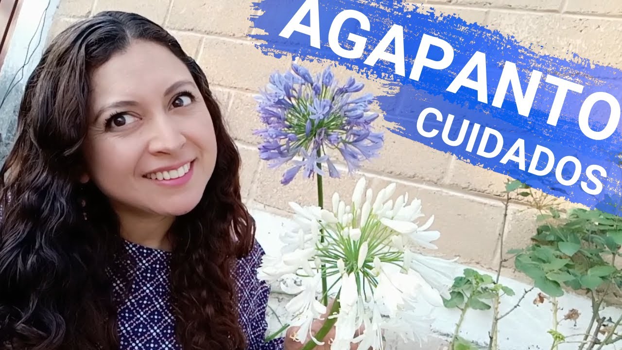 AGAPANTO: C&oacute;mo reproducirlo y cuidarlo. Riego, tierra, luz y plagas del lirio africano o agapando