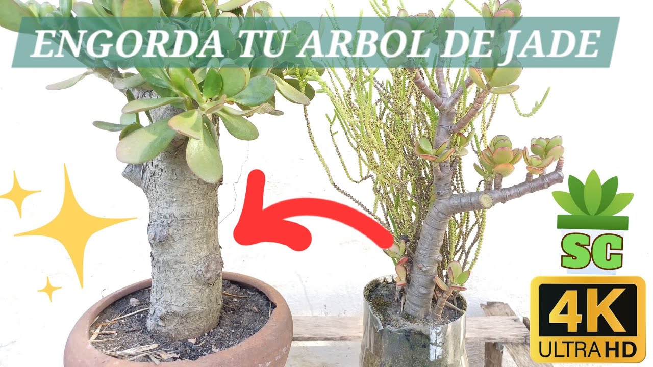 Como engordar el árbol de Jade