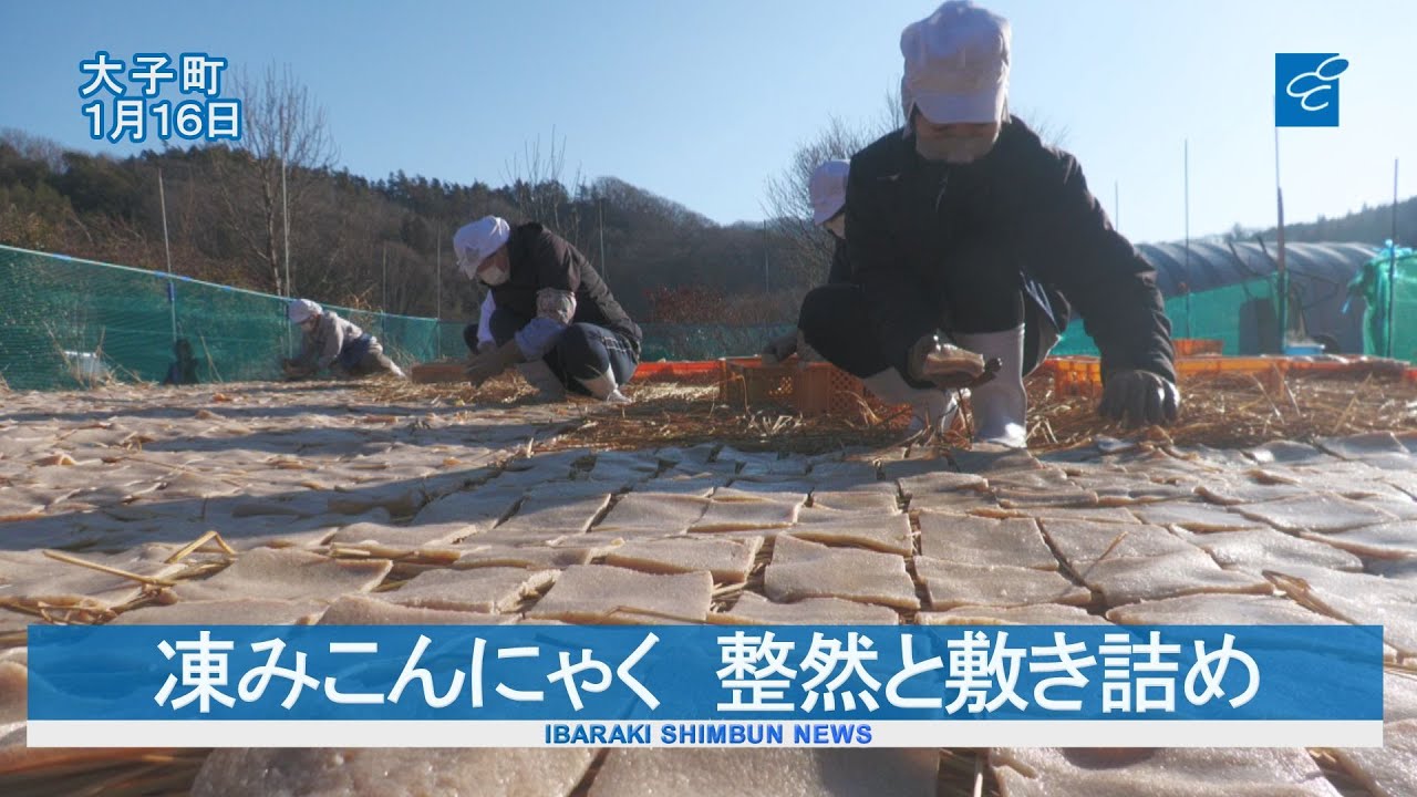 凍みこんにゃく作り 最盛期  大子