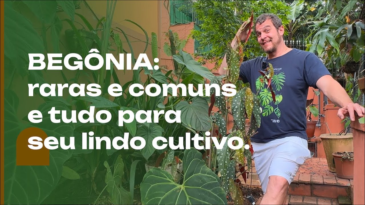BEGONIA: tudo que você precisa saber, dicas de cultivo, como fazer mudas e muito mais.