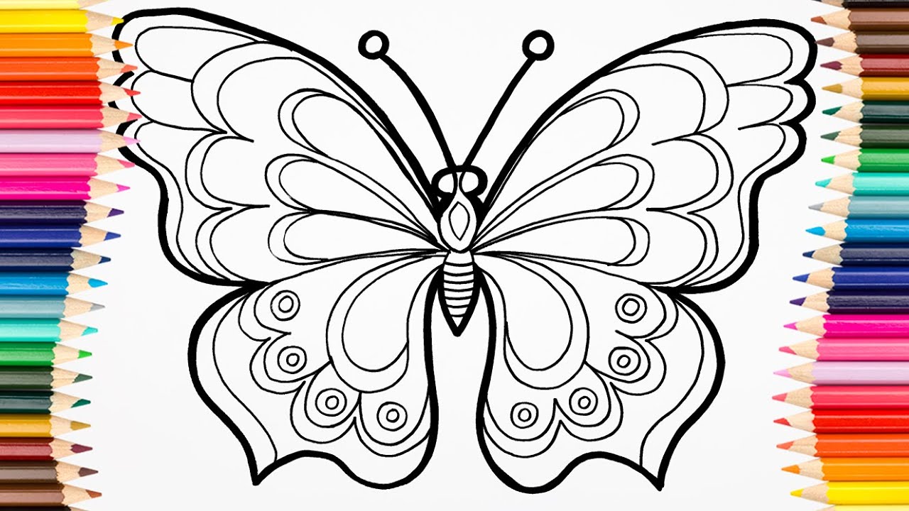 Butterfly Set  How to Draw a Butterfly