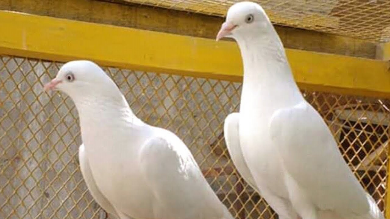 Patti wale | 3 kabootar | 500 par | 2020 | for sales |03478798579[faisalabad pigeon]