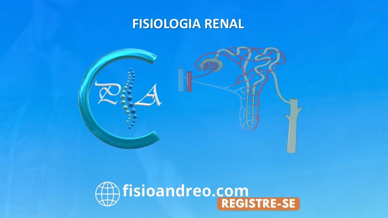 1. Anatomia renal
