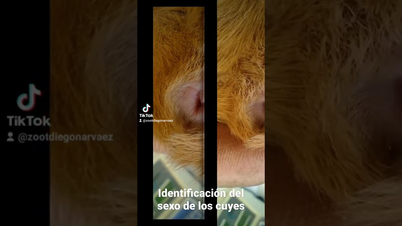 &iquest;C&oacute;mo saber si un cuy es macho o hembra? 🐹 #shorts #cuyes #cobayas #guineapig #cuy #cuyo #cobayos