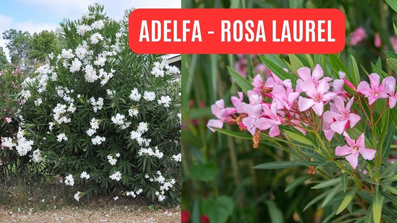 PLANTA ADELFA - ROSA LAUREL -  RAPIDO CRECIMIENTO