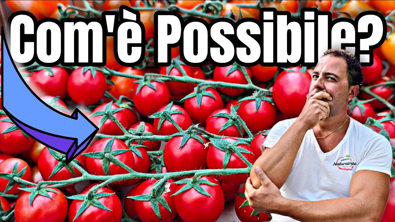 Pomodori a grappolo tutti maturi al bancone Come è possibile ? E  perché quelli dell' orto no