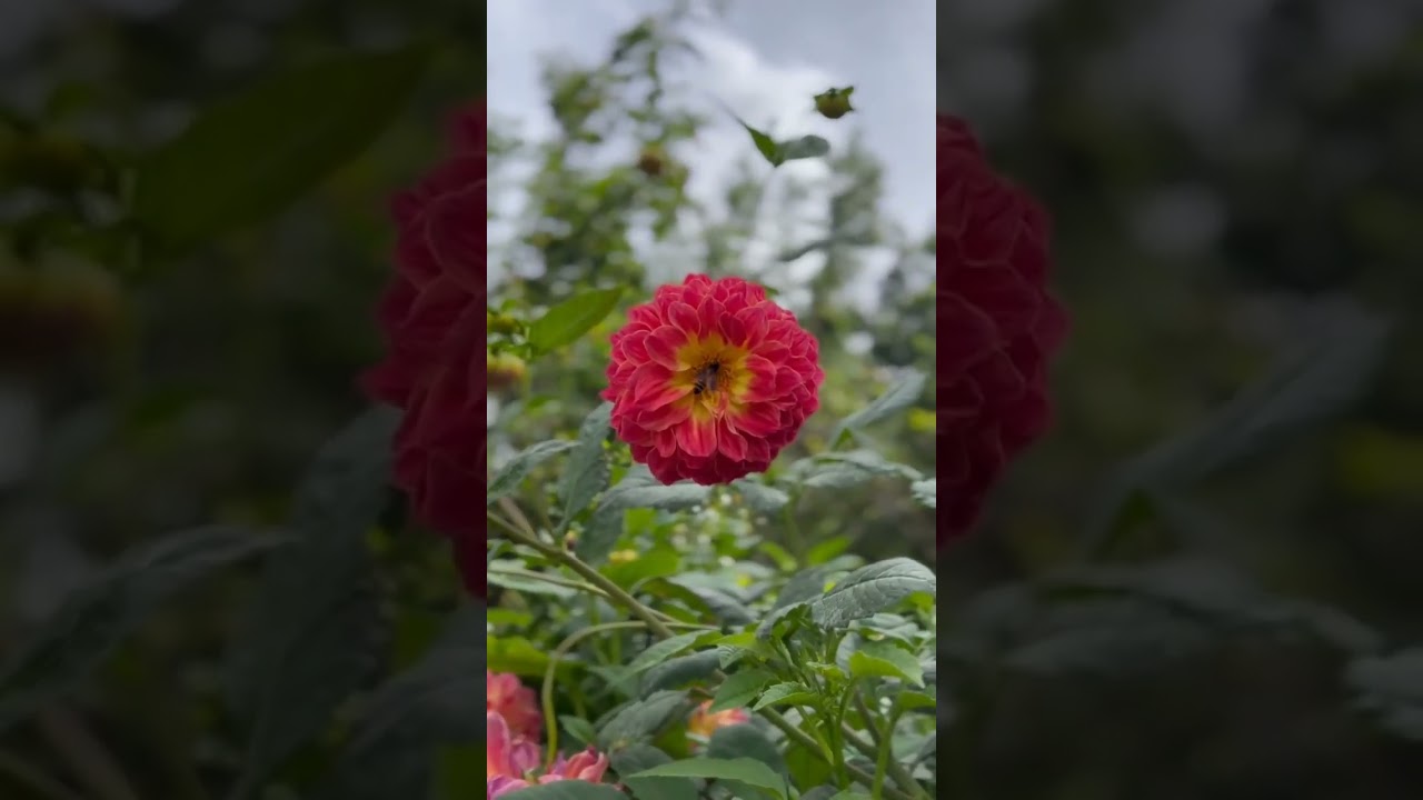 🌺🌹🌹🌹 #kerala #idduki #explorepage