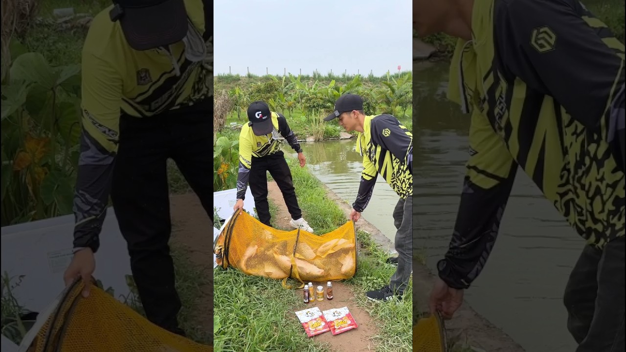 Câu Cá Chép Hồ Dịch Vụ Cùng Bộ Hương Liệu GUF Mới - Hồ Thanh Hà Phú Thọ