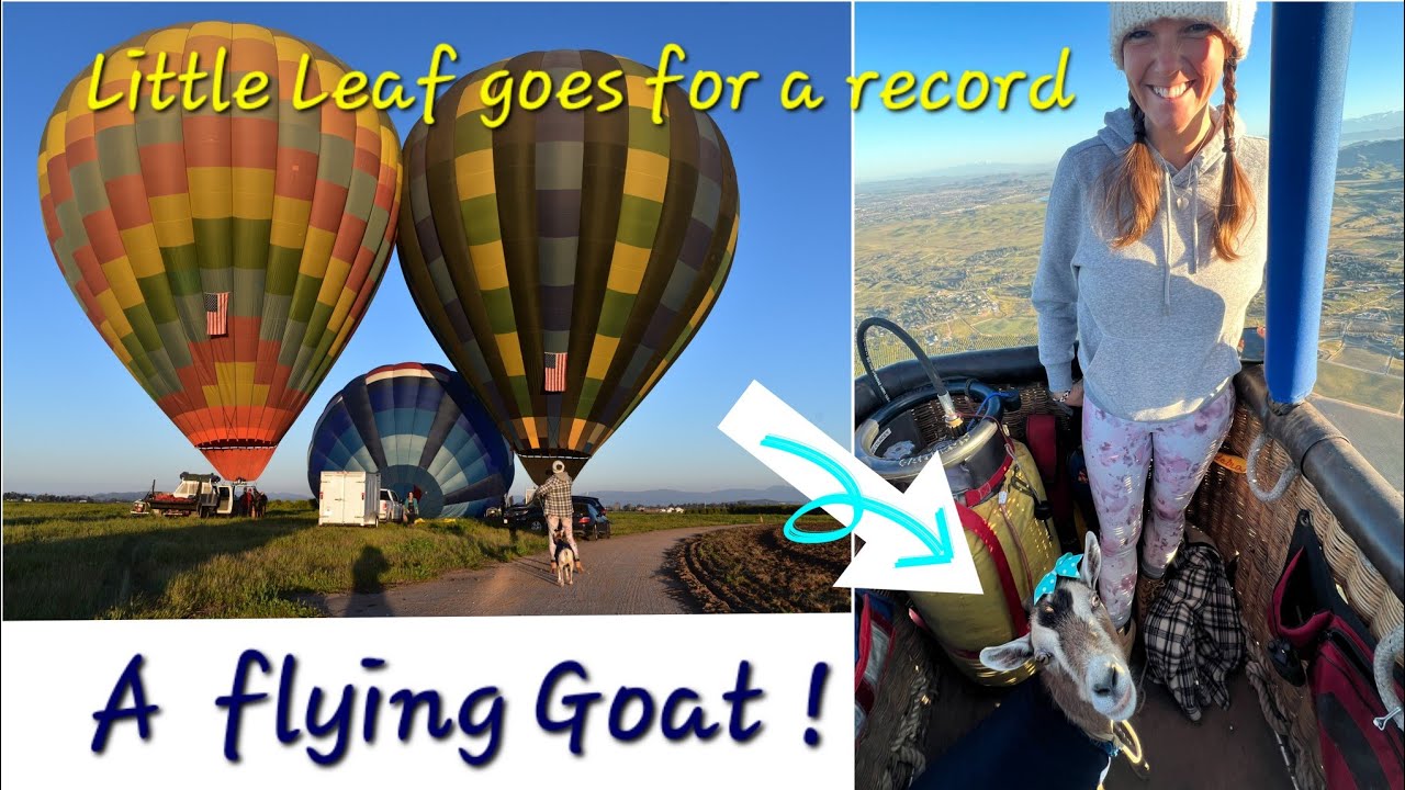 When Goats Fly : Leaf takes a ride in a Hot Air Balloon in Temecula CA