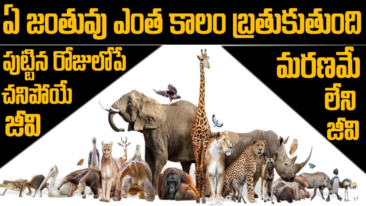 పుట్టగానే చనిపోయే జీవి - మరణమే లేని జీవి | ఏజంతువు ఎంతకాలం బ్రతుకుతుంది? | Animals Life Span |Twaves