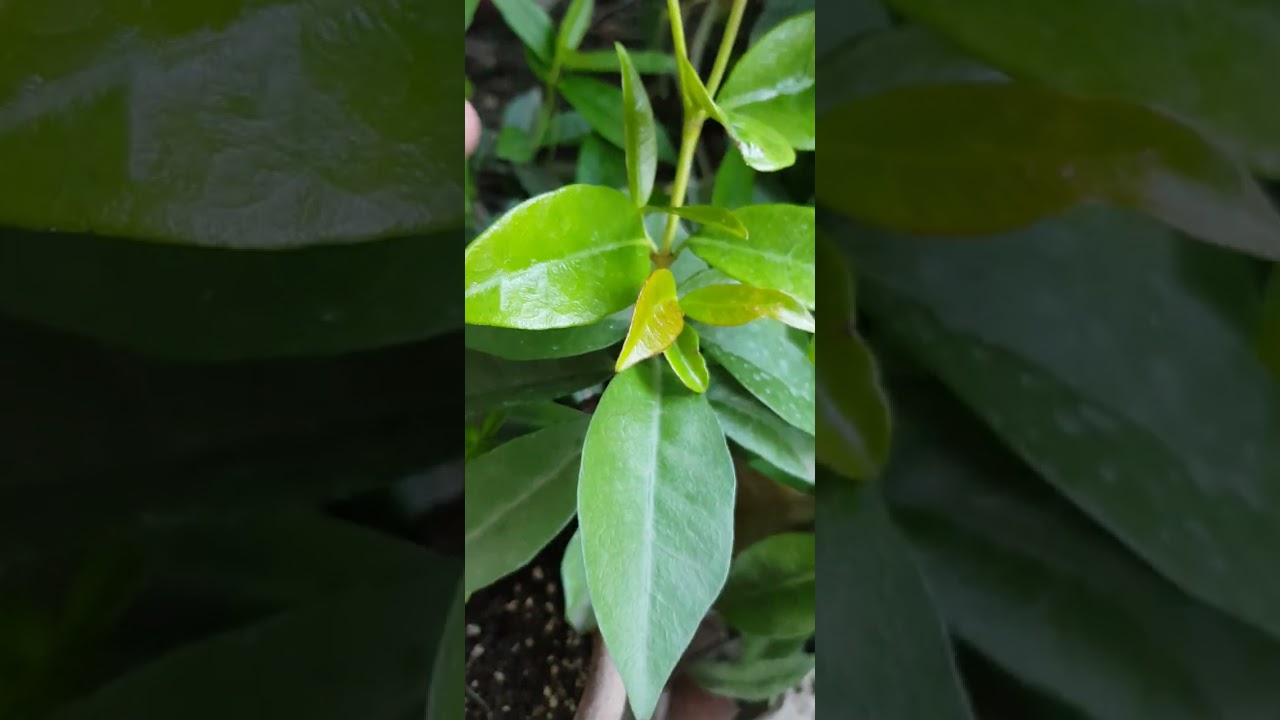 Жасмин трахелоспермум|Trachelospermum Star Jasminum #jasmin #жасмин #трахелоспермум #trachelospermum