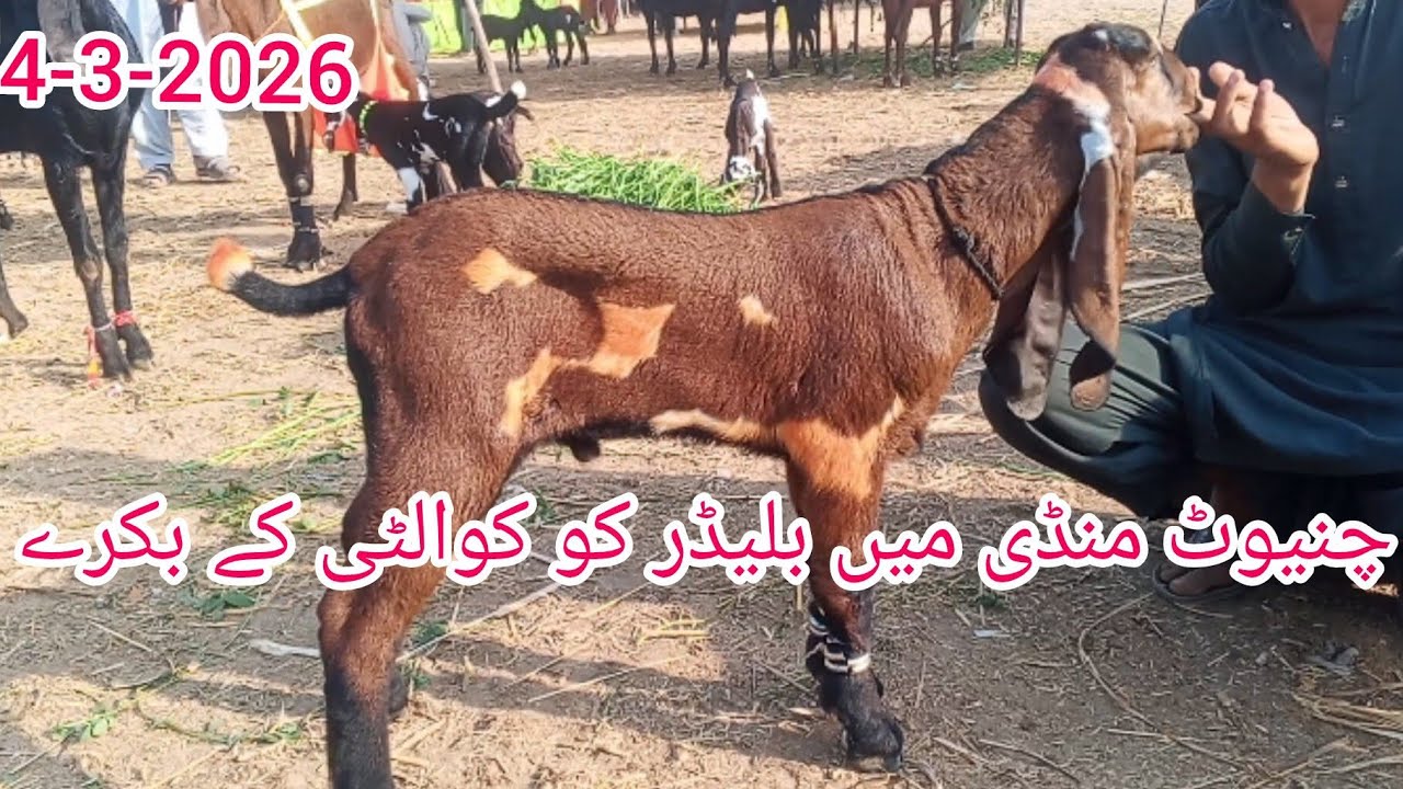 Chiniot mandi ki new update Sheikh Shahzad ka sath