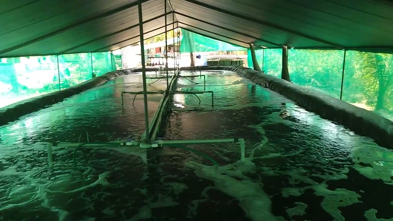 New Raceway in Biofloc Vannammei shrimp farming