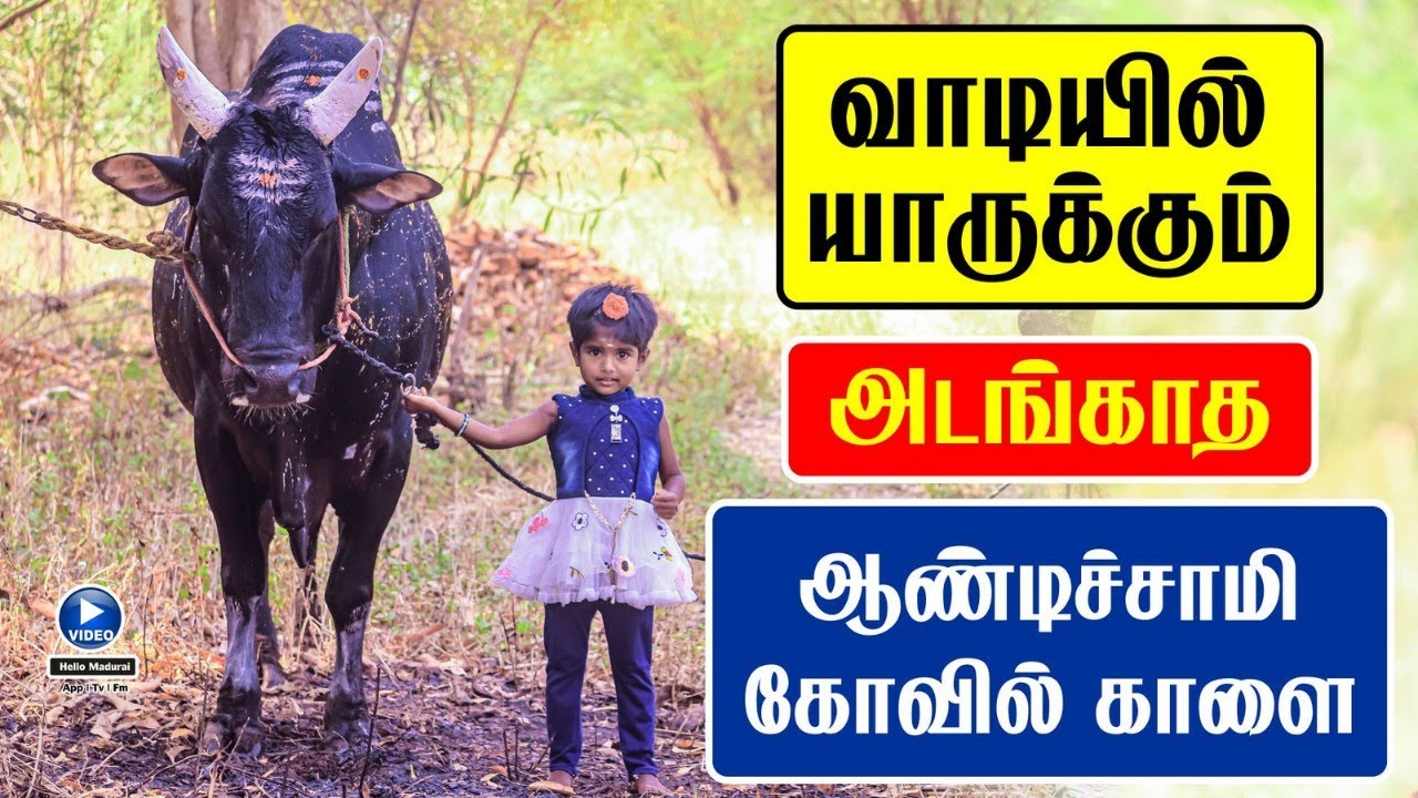 அடங்காத ஆண்டிச்சாமி கோவில் காளை | வெள்ளியங்குன்றம் | நடந்து வந்து வீரர்களை பந்தாடும் | Hello Madurai