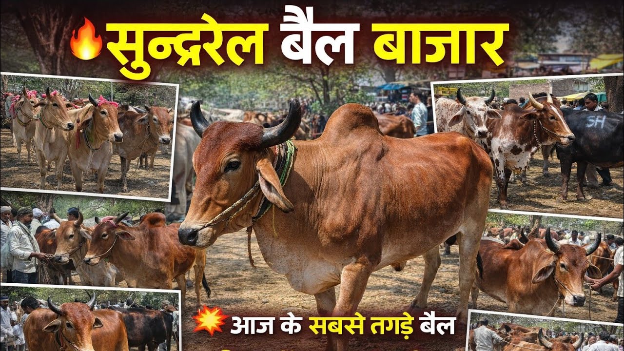 🔥सुन्दरेल बैल बाजार 2026 | आज के सबसे तगड़े और महंगे बैल | किसानों की भारी भीड़ ! #trending 