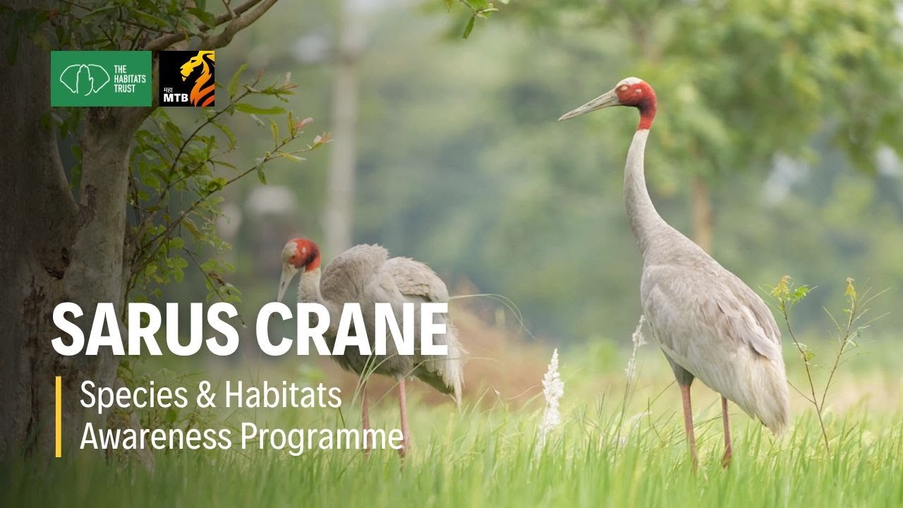 Sarus Crane: Maharashtra's Iconic Wetland Giant | THT Films