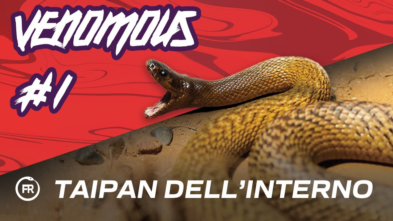il SERPENTE più LETALE del PIANETA | VENOMOUS #1