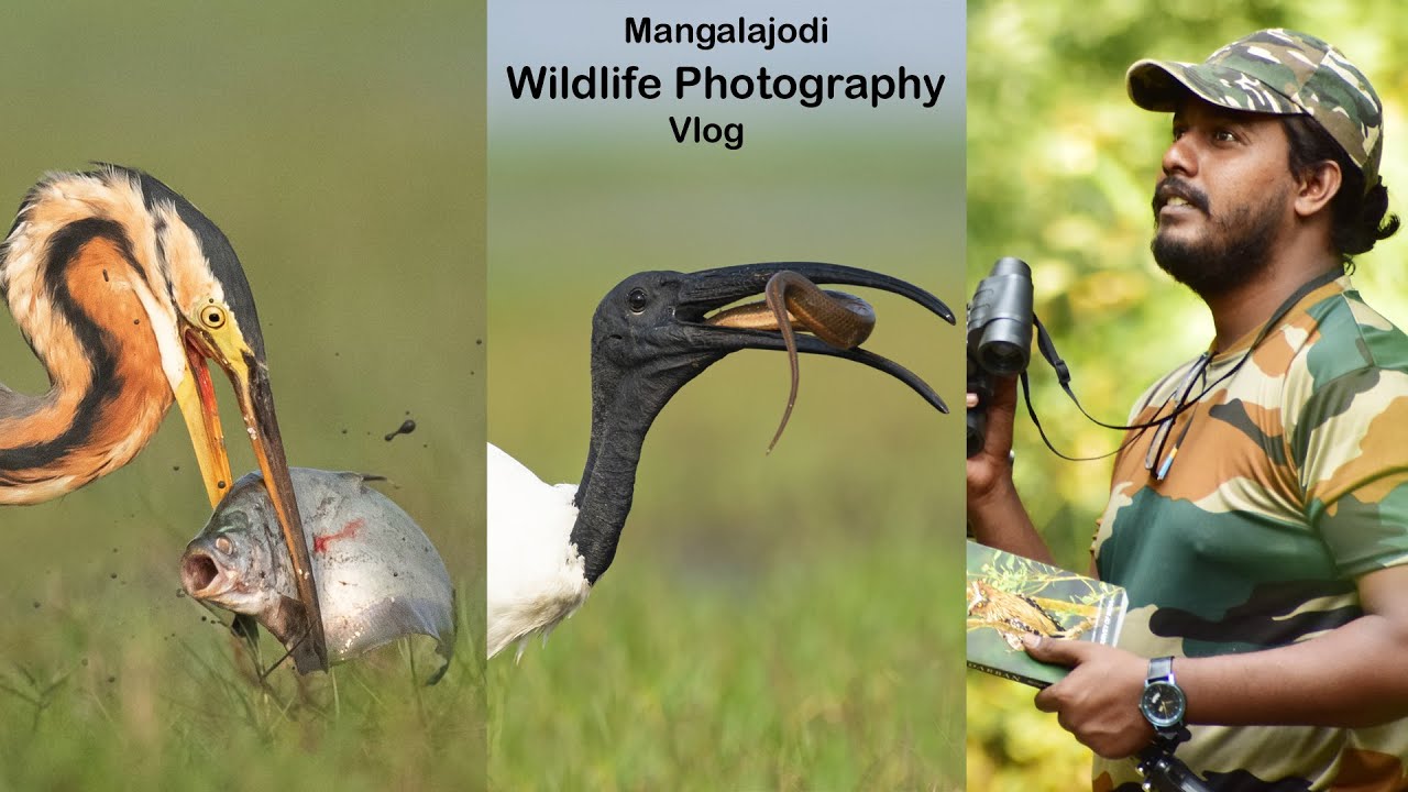 Mangalajodi | Wildlife Photography Vlog 23 | Wildlife Photography | Mangalajodi Odisa|#wildlifevlog