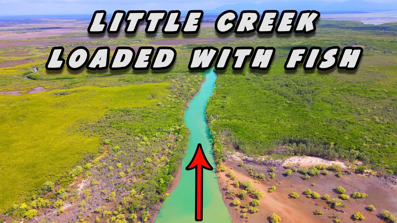 Fishing a Tiny Creek with Surprising Number of Fish
