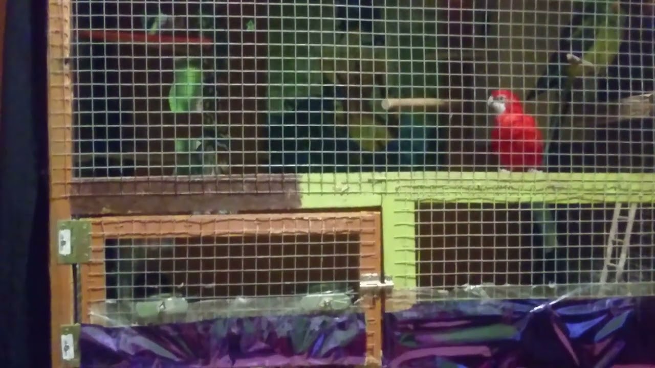 Rozella Białolica samica śpiew (Platycercus eximius female song)