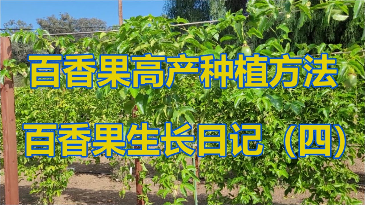 百香果高产种植方法：百香果生长日记（四）