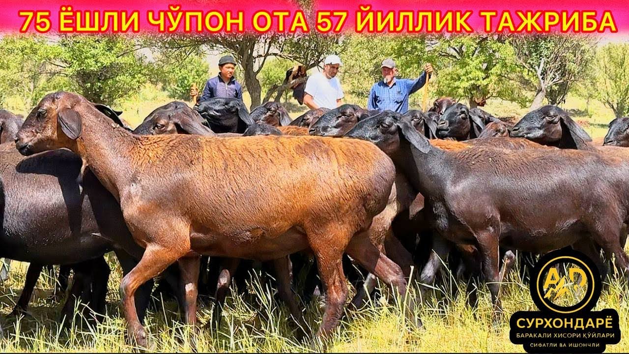 ДУНЁ ТАН ОЛГАН ЗОТ СУРХОНДАРЁ ХИСОР ТОГ ҚЎЙЛАРИ СИФАТЛИ ВА ИШОНЧЛИ