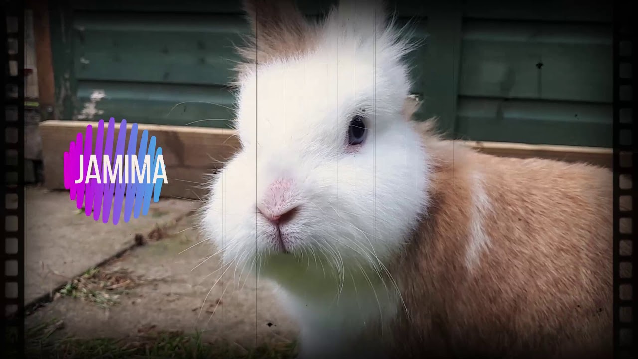 Farm Animals and new squad members