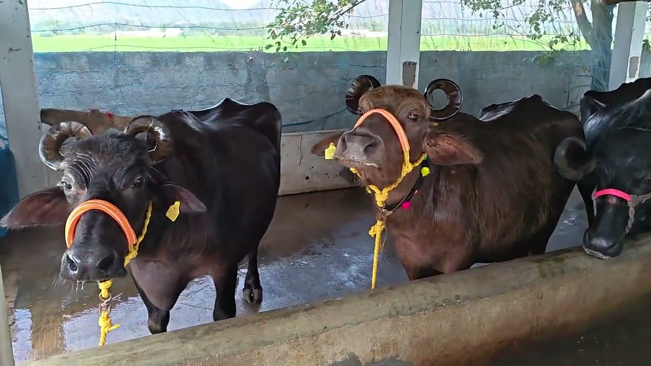 నాణ్యమైన ముర్రా,బన్నీ, జాఫ్రాబాది గేదెలు విజయవాడ లో