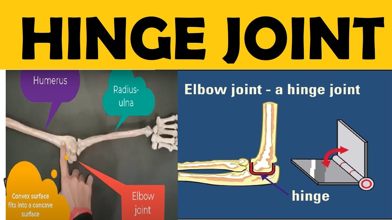 Hinge Joint | Locomotion and Movement | Human Skeleton | Example of Hinge Joint | Synovial Joint