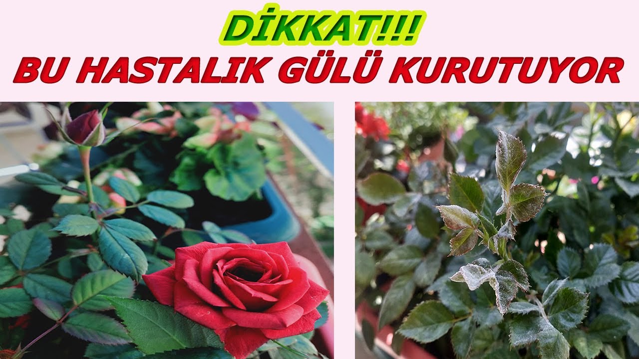 DİKKAT! BU HASTALIK GÜLÜ KURUTUYOR, HEMEN ÖNLEM ALIN, GÜLDE OLUŞAN KÜLLEME HASTALIĞI, GÜLDE KÜLLEME