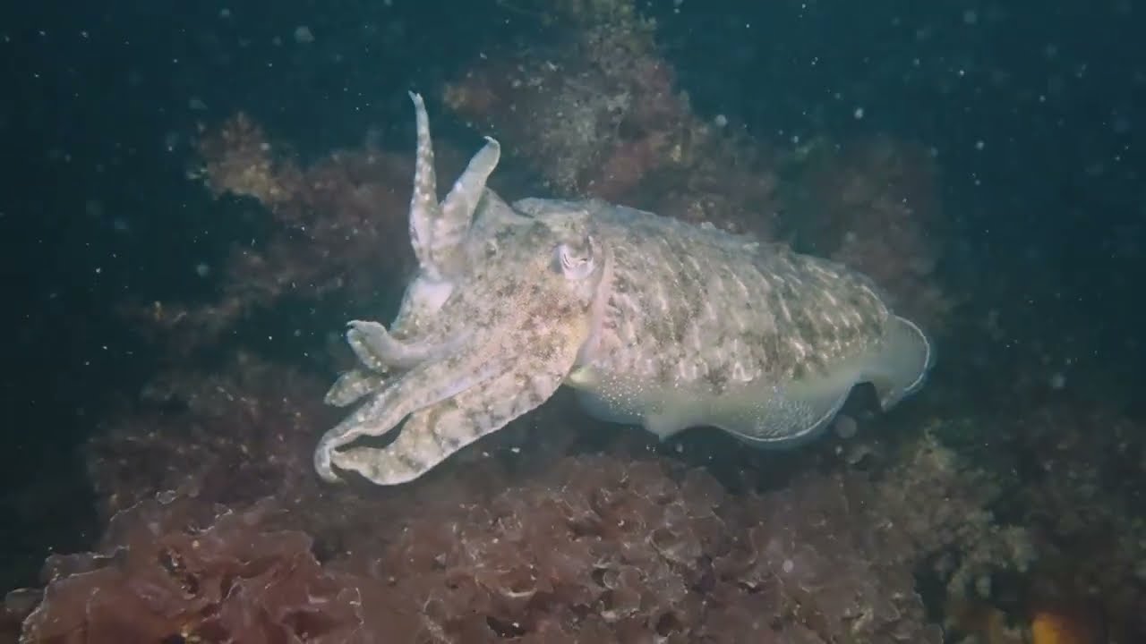 Oosterschelde Duikseizoen 2025