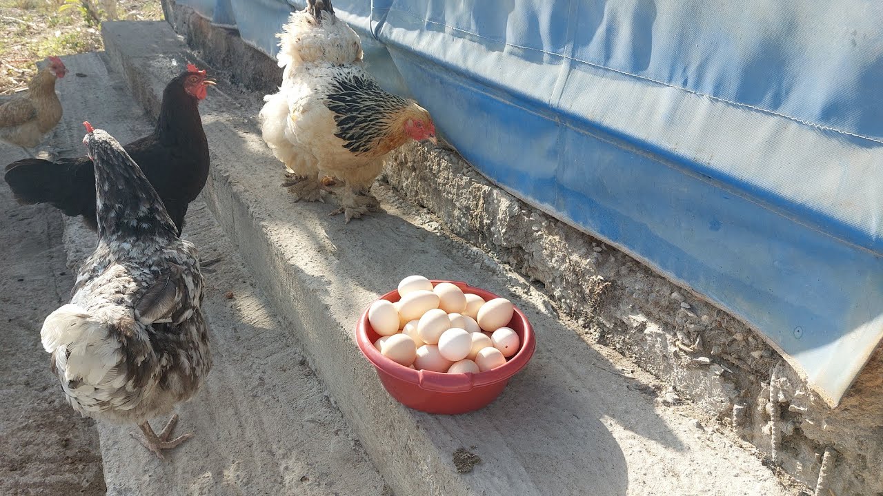 الاكلة الصيفية المفضلة لذى الدجاج التي تجعل انتاجيته من البيض لا تنخفض كثيرا رغم الحرارة. جمع البيض