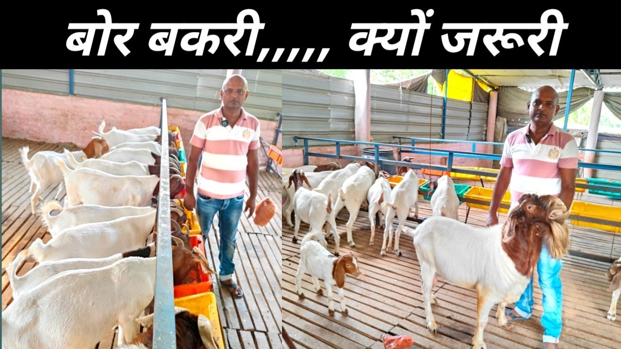 bakri farm के लिए बोर बकरी क्यों है जरुरी  | Boer Bakri Palan In Bihar