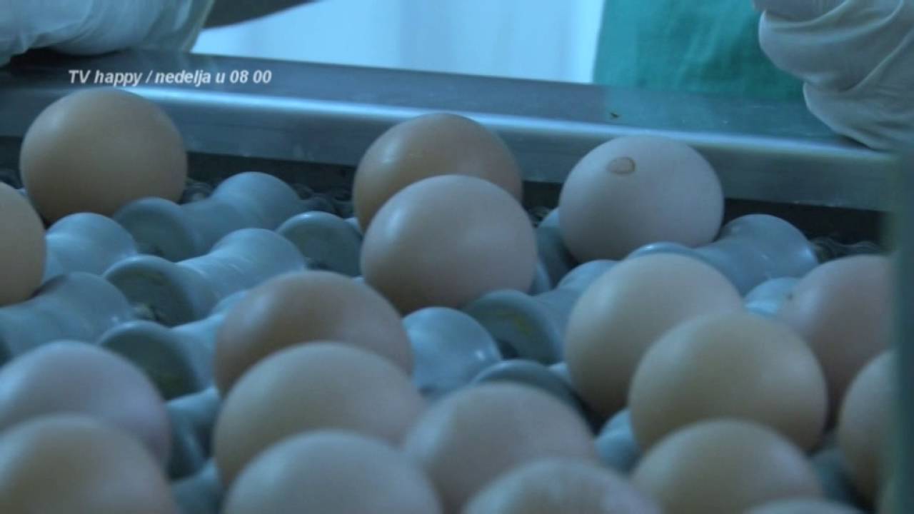 Cuda tehnike - najmodernija farma za proizvodnju jaja na Balkanu