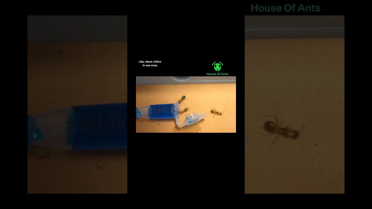 6/12/2025 feeding blue sugar water to camponotus irritans ant 