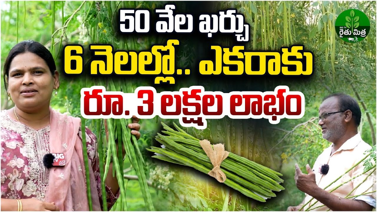 Drumstick Cultivation Success Story | మునగ సాగుతో 4లక్షలకు పైగా ఆదాయం | Moringa Farming | BIG TV