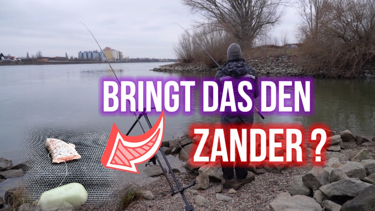 Angeln am Rhein - Fischfetzen auf Zander und Feedern auf Weissfische