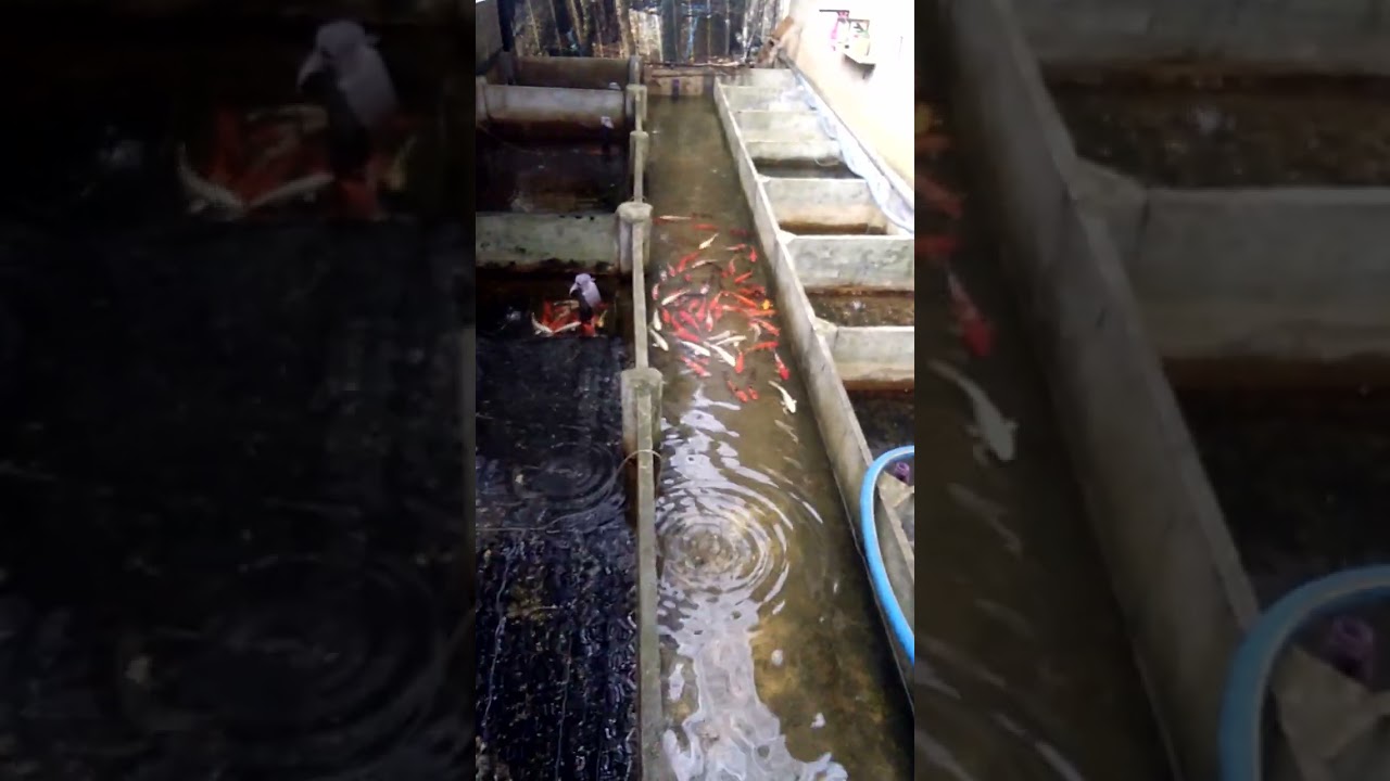 Koi carp New tank   AO Aqua Farm