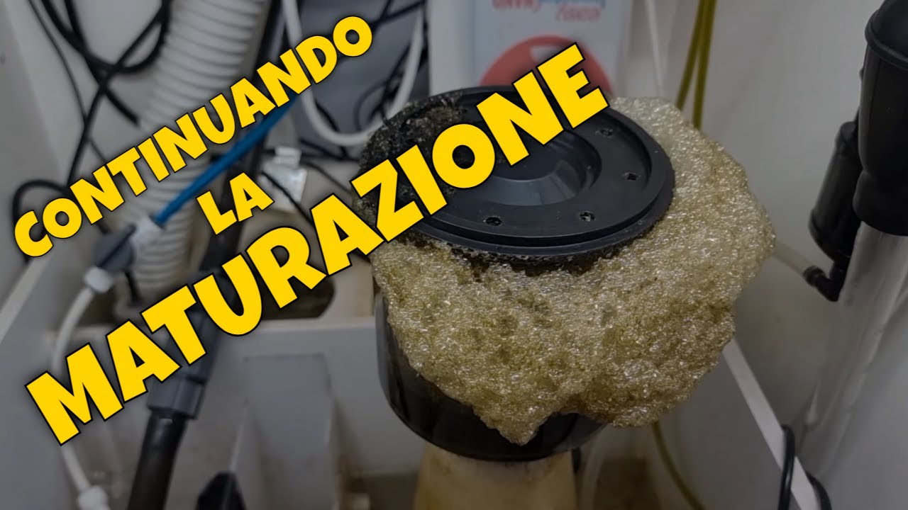 Aggiornamento Acquario marino - Gennaio