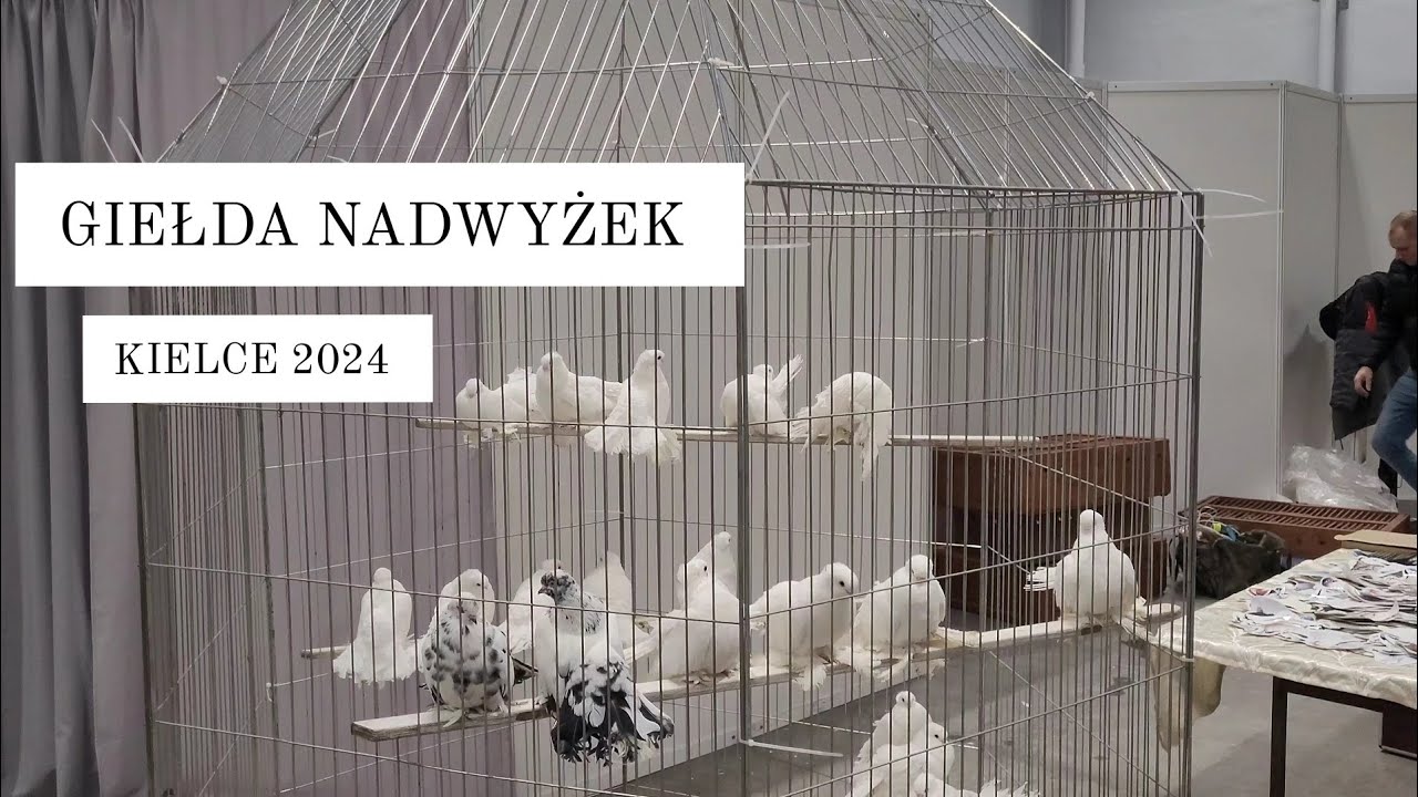Giełda nadwyżek hodowlanych Kielce 2024