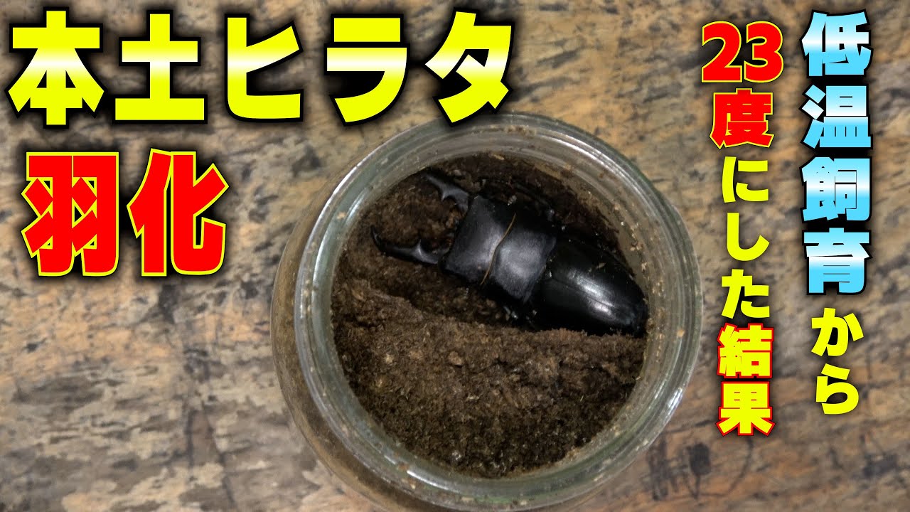 【クワガタ飼育】ヒラタクワガタの幼虫を低温から温度を上げて飼育した結果