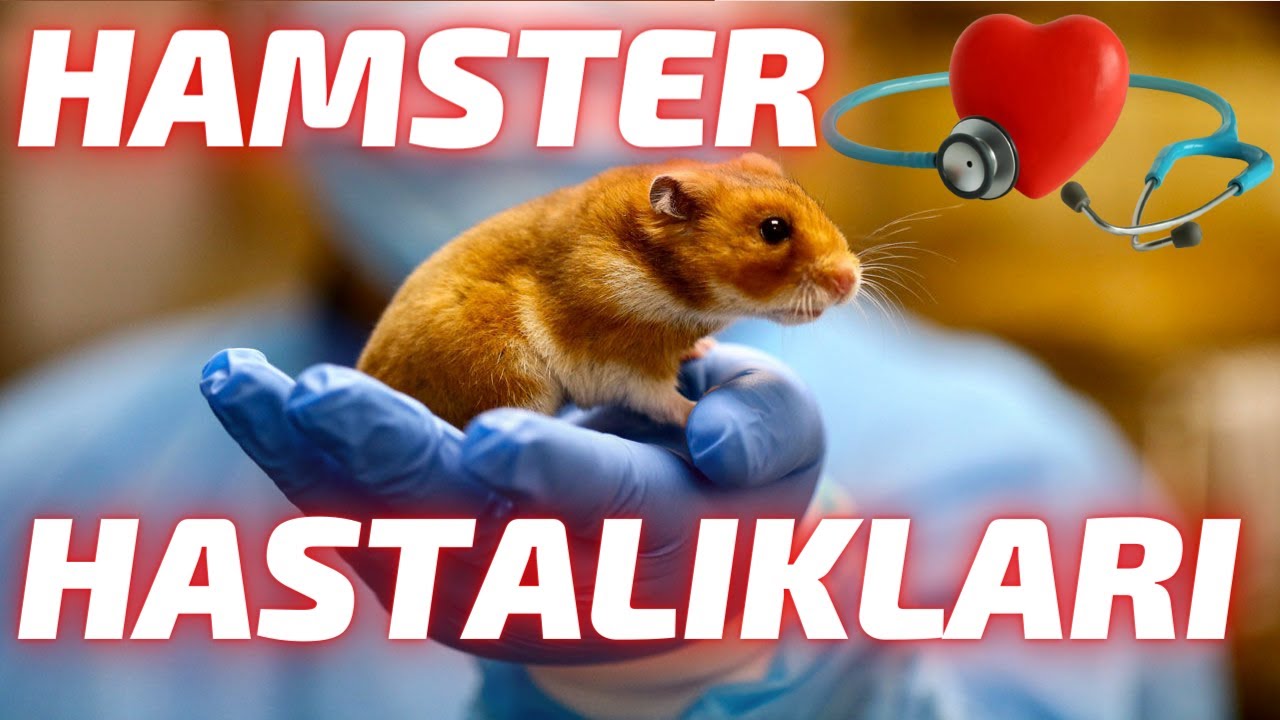 HAMSTER HASTALIKLARI ve BELİRTİLERİ NELERDİR ❓🐹