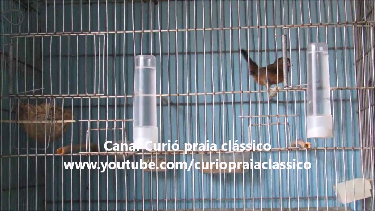 Fêmea de Curió Chamando Muito e Macheando