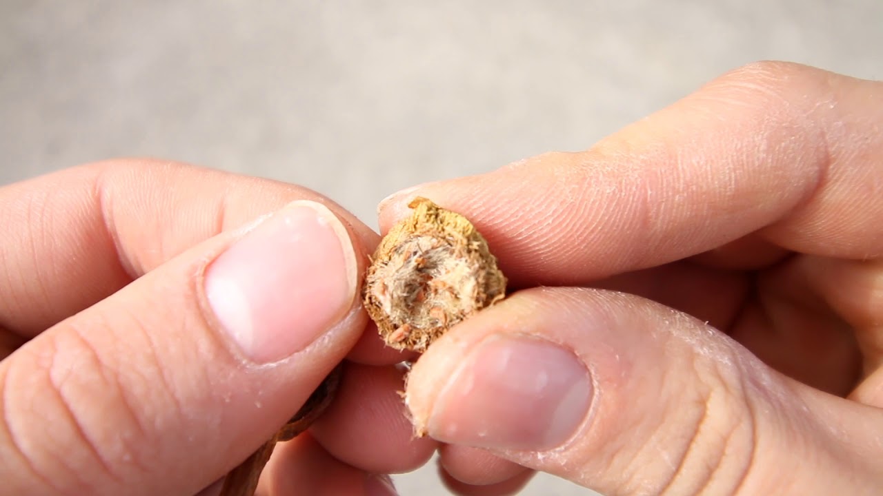 What's Inside A Rose Hip?