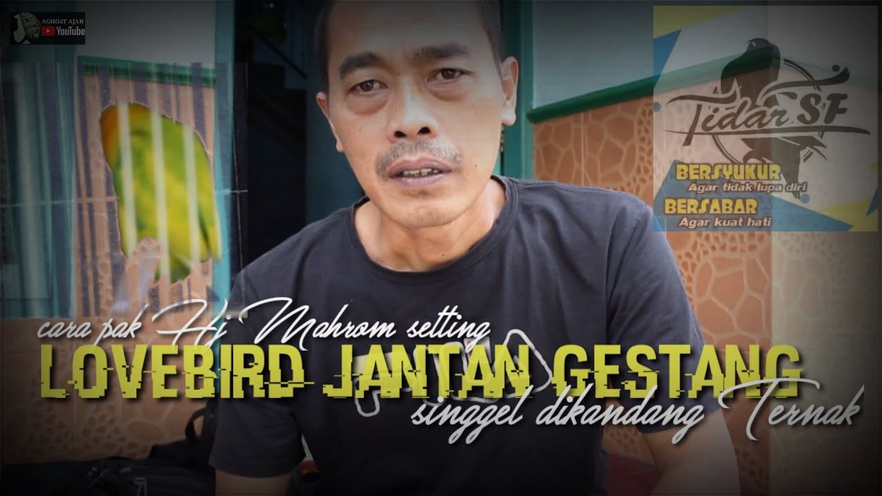 cara pak H.mahrom Setting lovebird jantan gestang