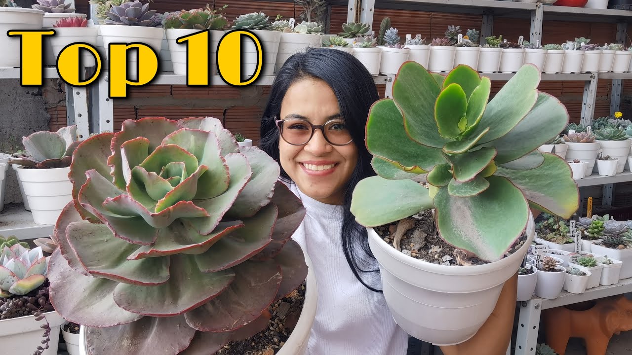 TOP 10: Suculentas grandes de rápido crecimiento y sus cuidados + nombres 🌱 | Jardines by Angie