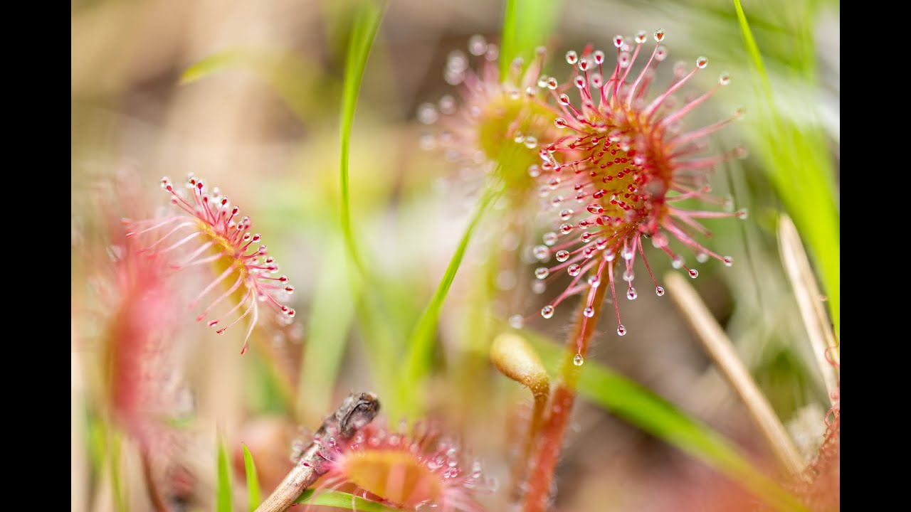 「肉食植物の実力を見よ！モウセンゴケが虫を狩る瞬間を大公開！」