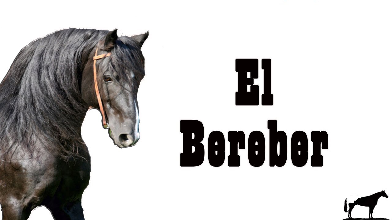 El Caballo De Guerra Africano (El Bereber) 🐴-Del Cerro Soy