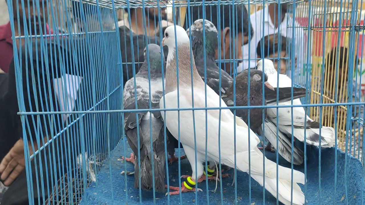 Welcome chowk kabutar market Delhi Pigeon Market Gole kabootar madrasi kabli fancy pigeons @mrzamirx