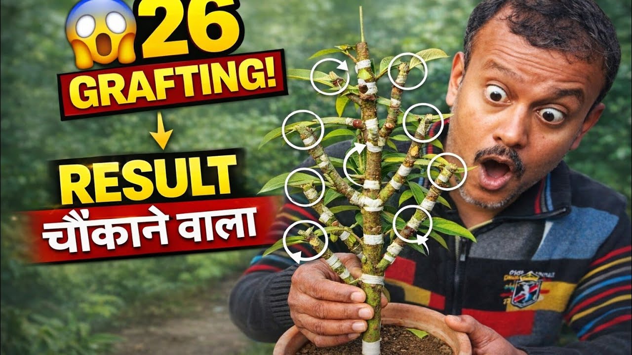 “एक आम के पौधे पर 26 ग्राफ्टिंग | सक्सेस रिजल्ट और पूरी जानकारी”